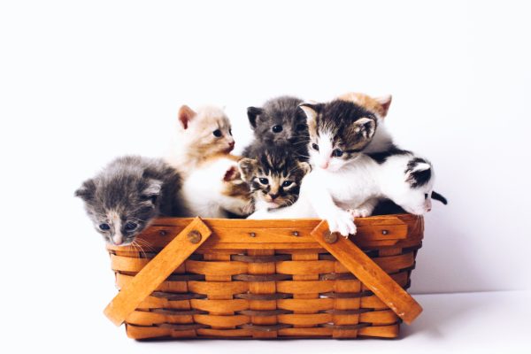 Komsen.com - Kucing-kucing-the-lucky-nekoI-unsplash