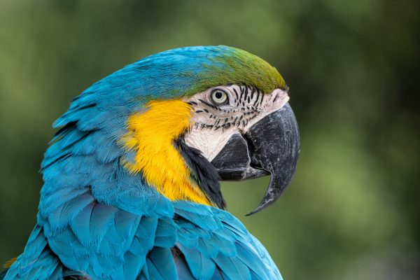 Komsen.com- blue green yellow macaw-ivan-tang-unsplash
