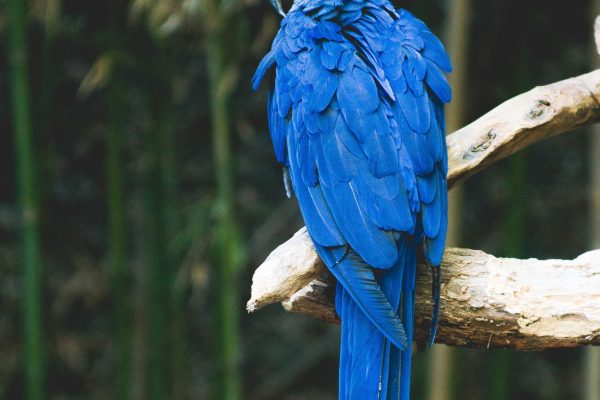 Komsen.com - blue macaw-dominik-lange-unsplash